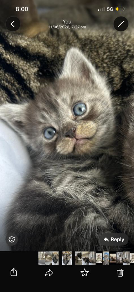 British shorthair mix persian kittens 