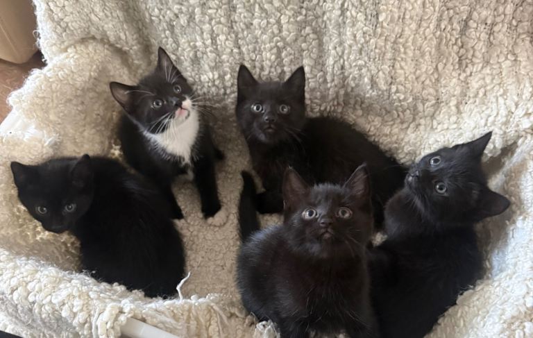 5 adorable kittens for sale! 