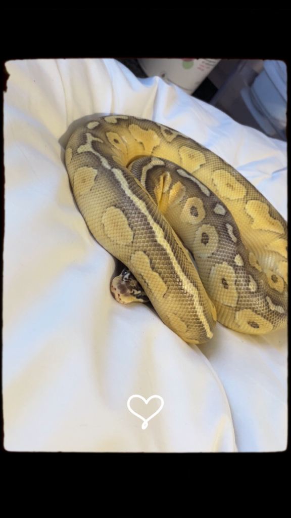 Super pastel butter ball python 