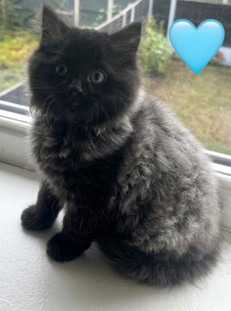 Ragdoll Cross Kittens 🐱 5 boys 💞