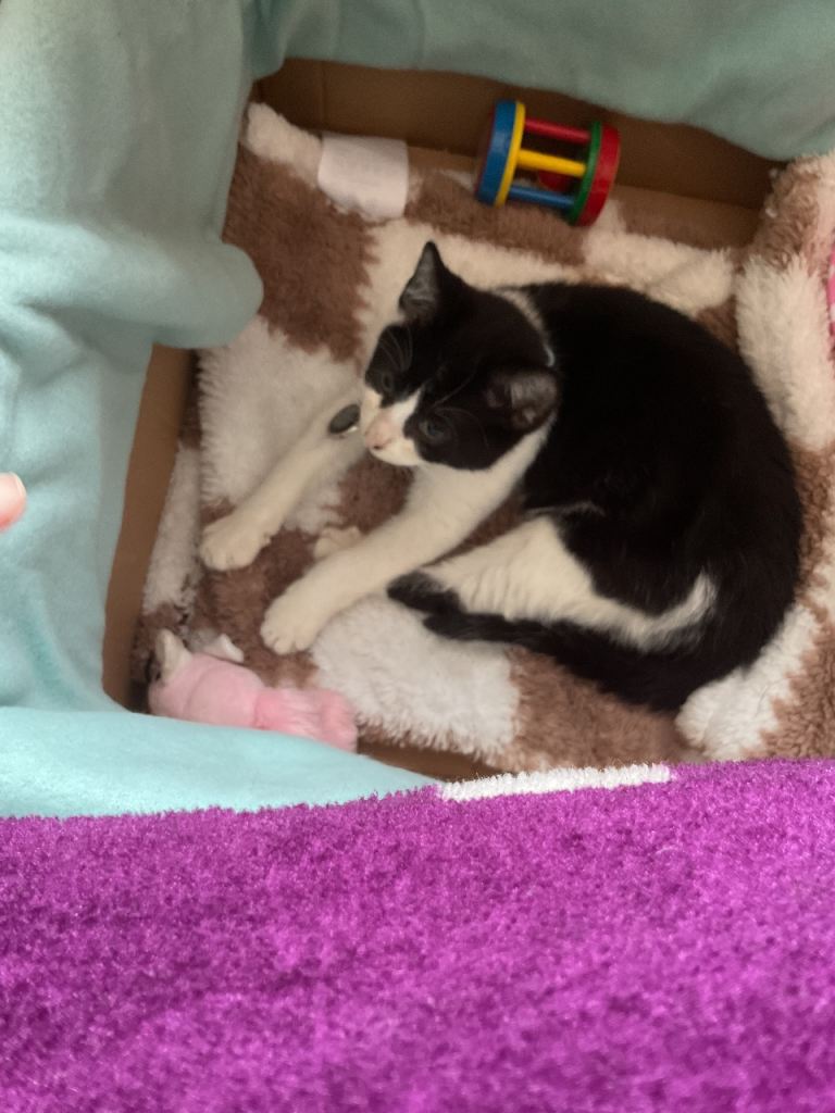 Domestic shorthair cat