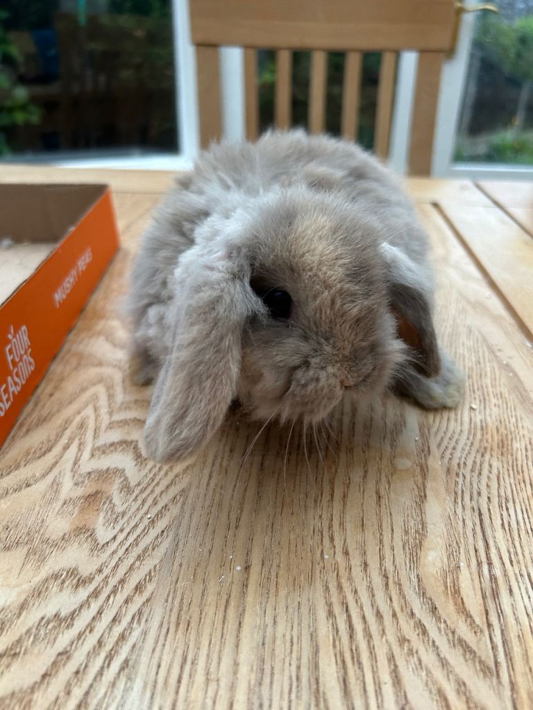 Adorable mini lops £85