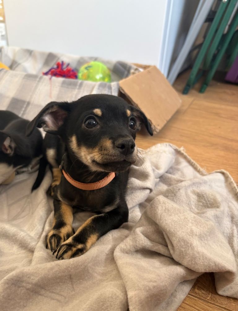 Chihuahua × Mini Pinscher Puppy🐾