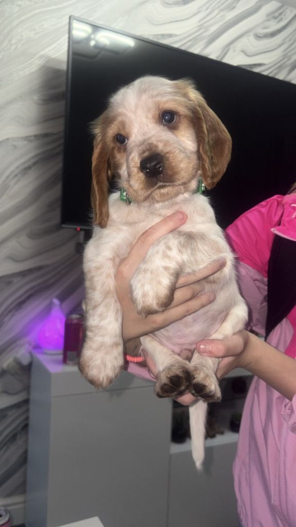 Cocker spaniel puppies only 1 male left 