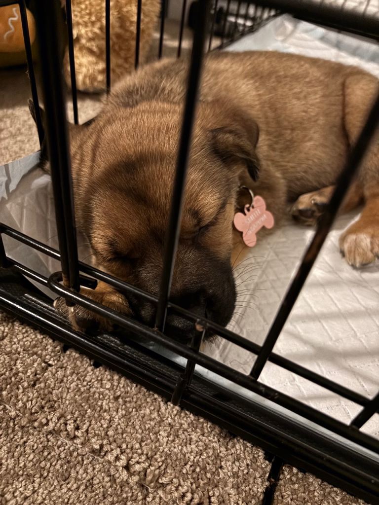 German shepherd mixed Dogue de Bordeaux