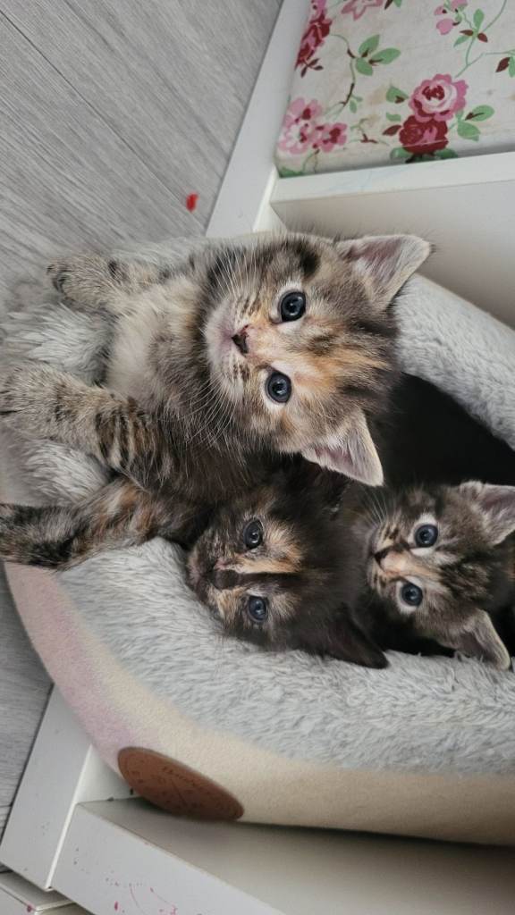 11 stunning kittens for sale
