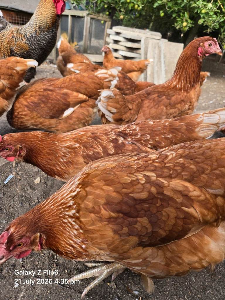 POL Bovan Browns chickens 