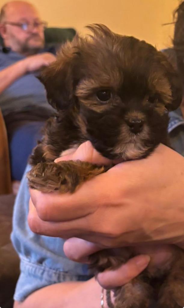 Stunning Phantom Shihpoos