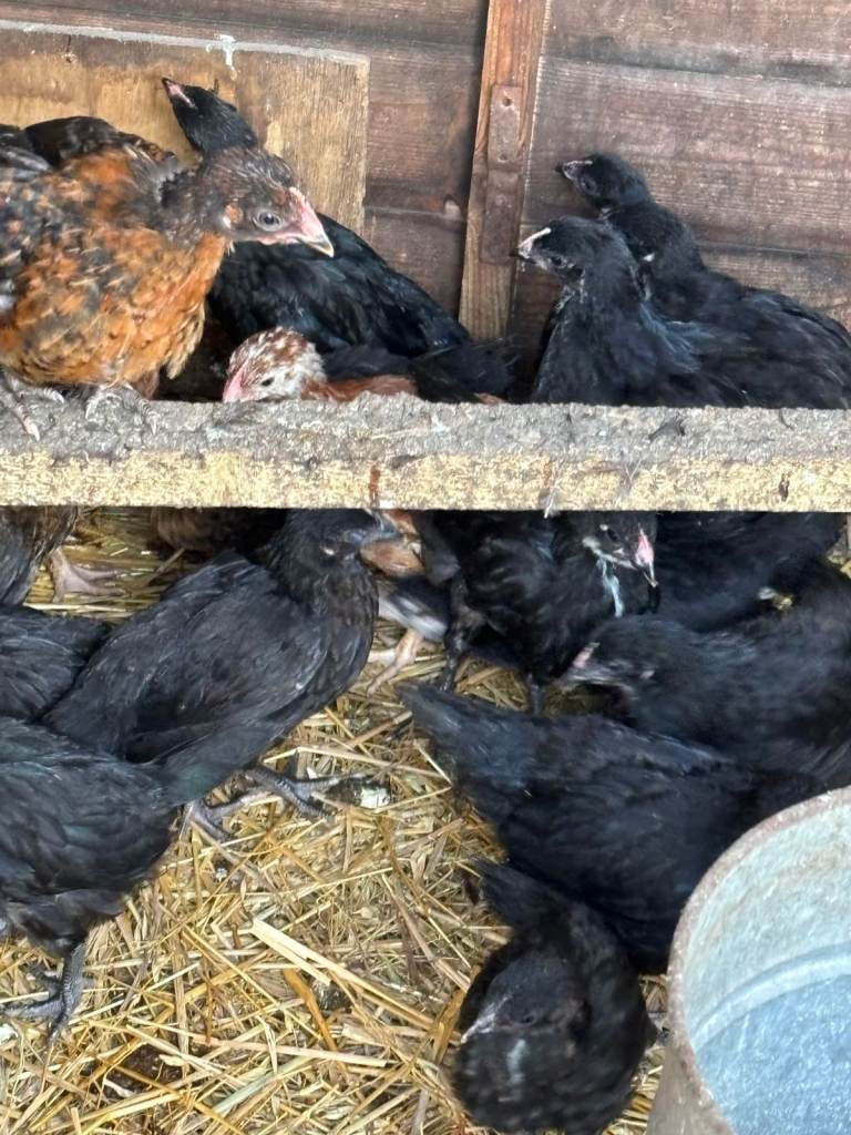 Chickens Black Rocks for sale 8 weeks old £12 each 