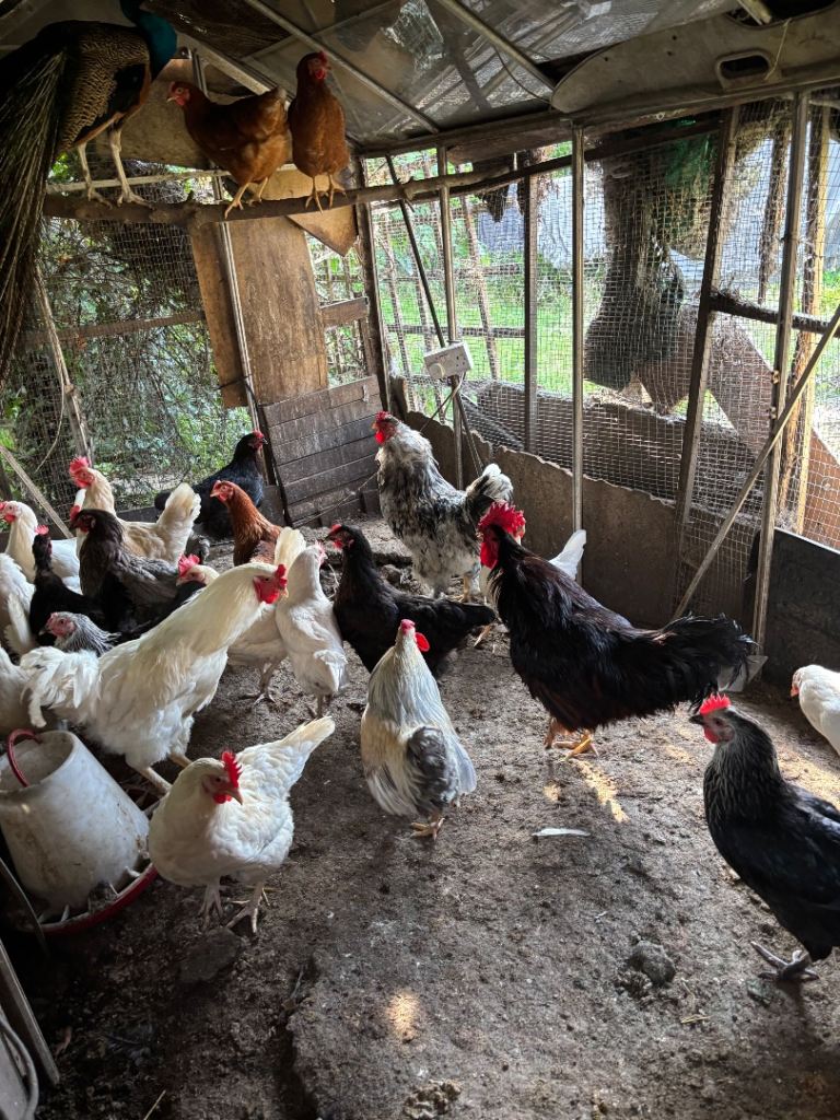 Chickens 
