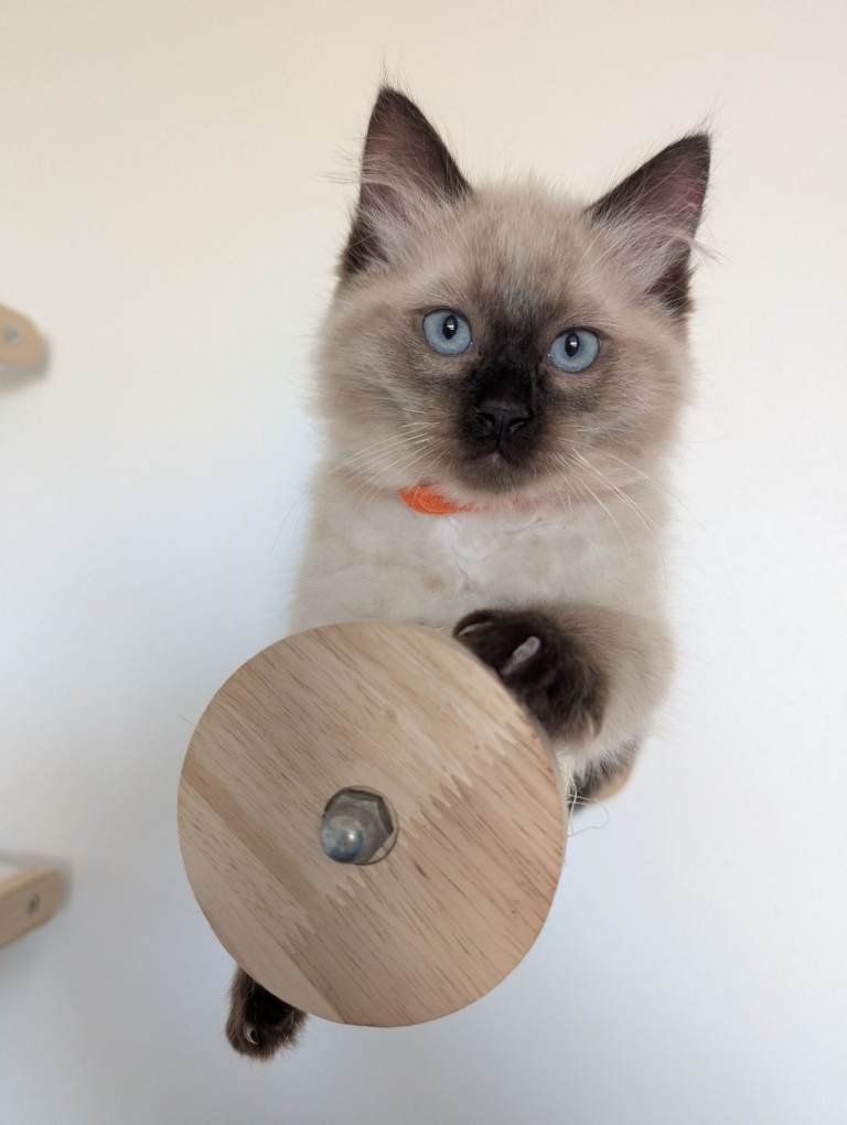 Stunning Seal Point Ragdoll Kitten - Boy