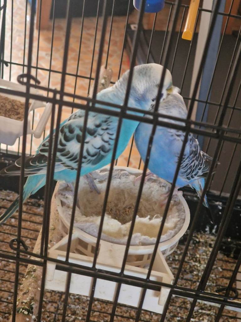 Budgies 30 pounds each 