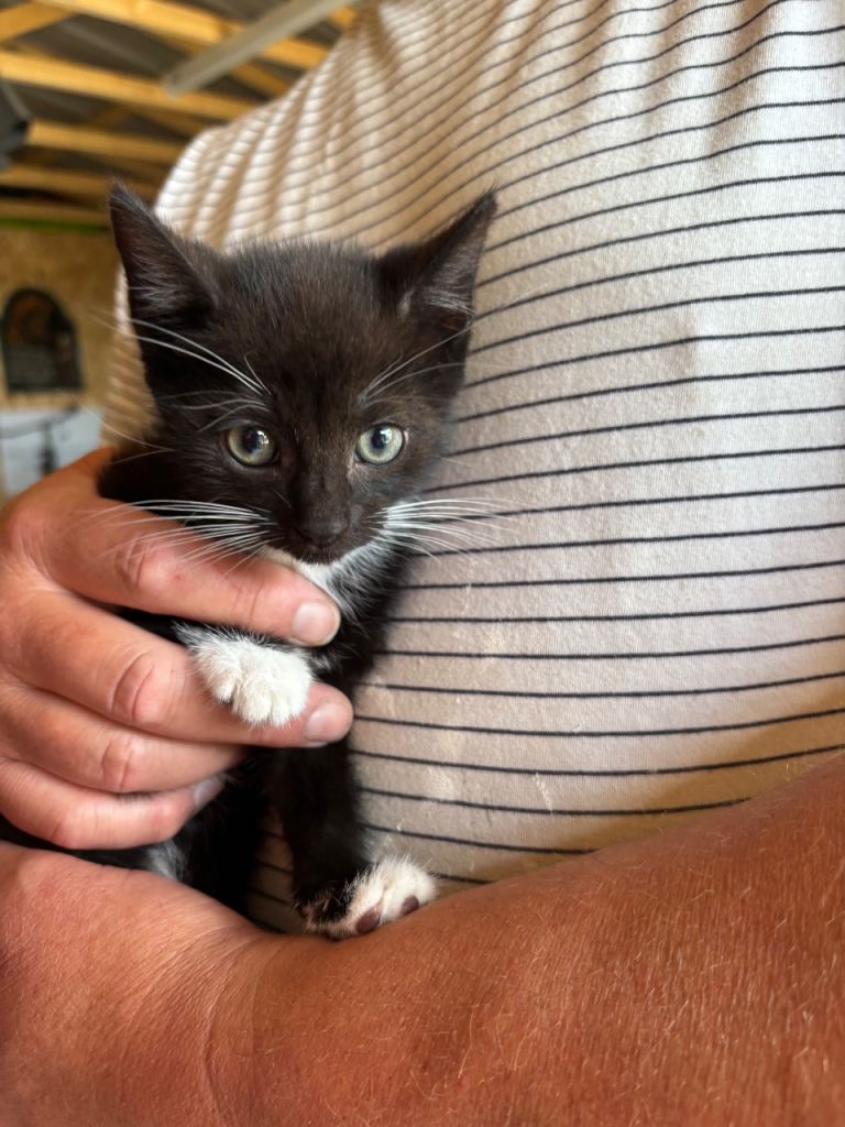 Beautiful Kittens - READY NOW