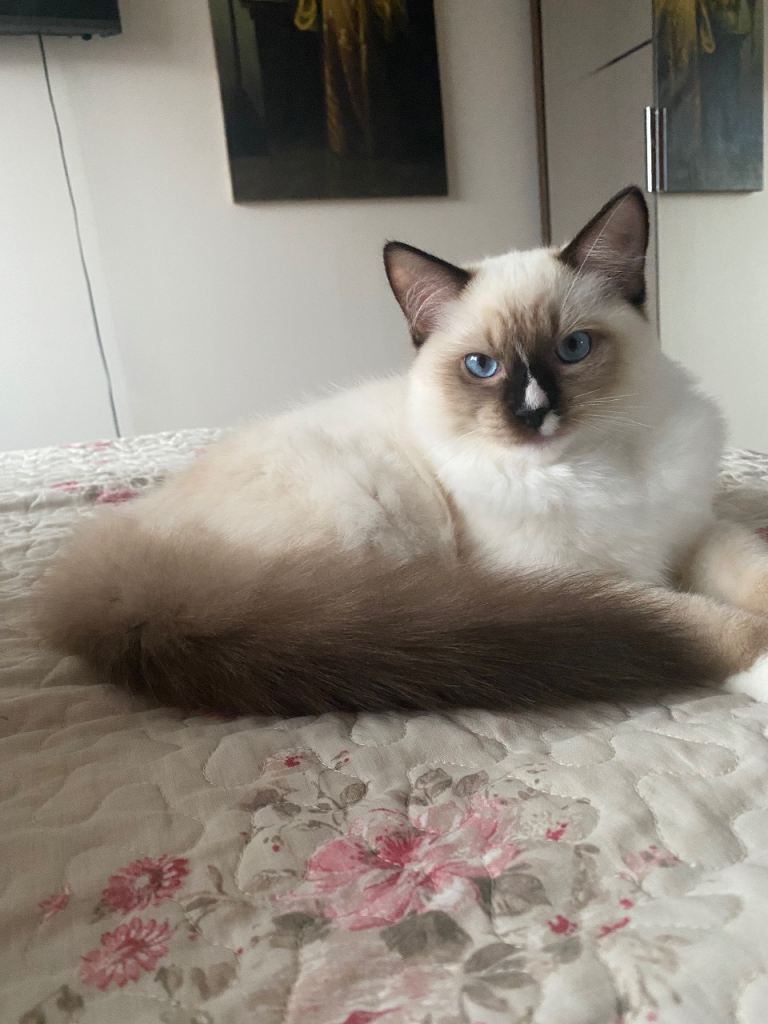 Last Boy kitten! Champion Bloodline GCCF Pedigree for sale 