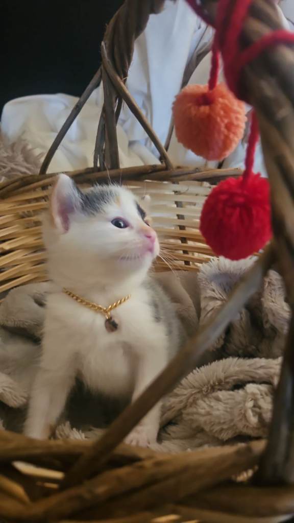 Kittens 