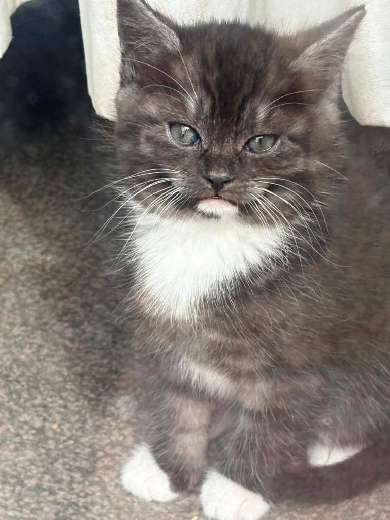 Kittens for sale 