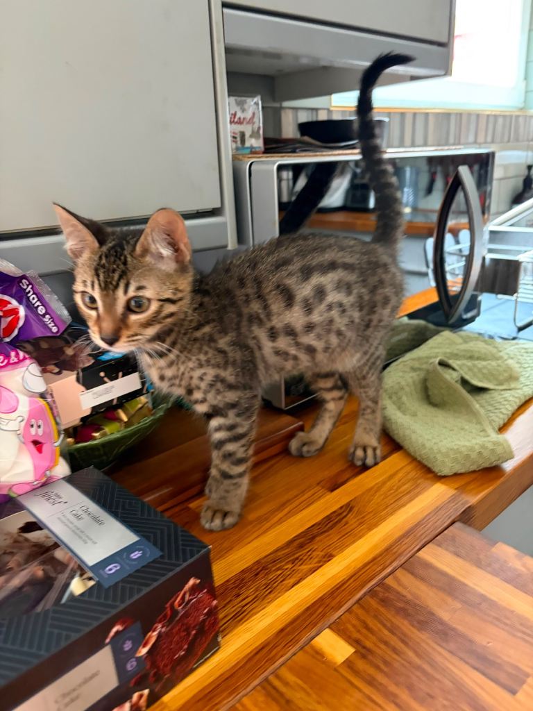 bengal kitten