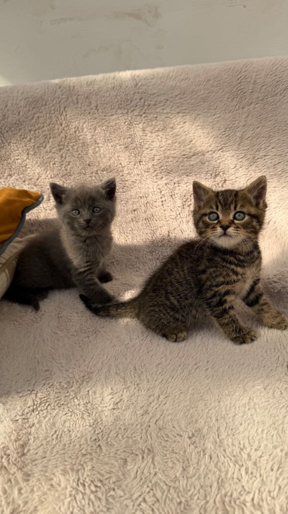 2 Adorable kitten for sale