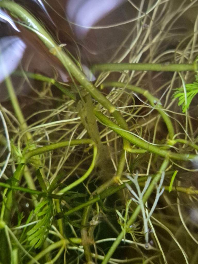 Shrimps for sale 4 for 5
