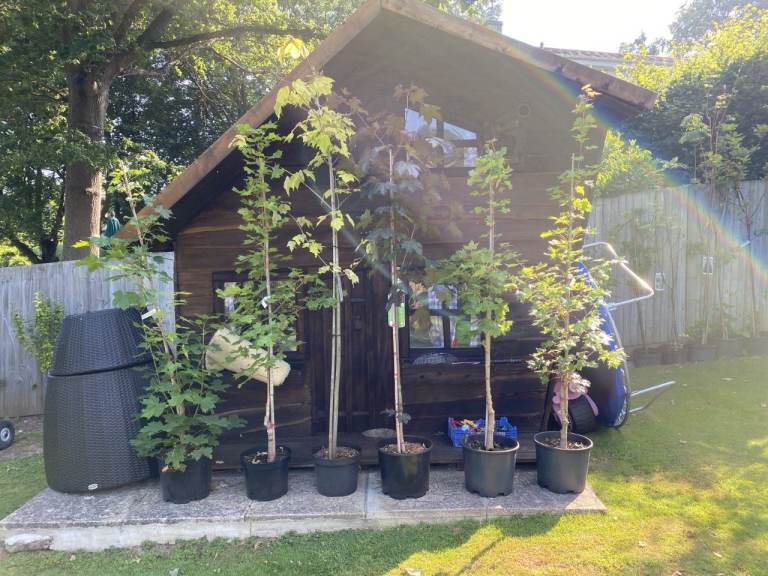 TREES LEFT OVER FROM LANDSCAPING PROJECT. QUICK COLLECTION NEEDED. SO HARDY AND FANTASTIC HEIGHTS