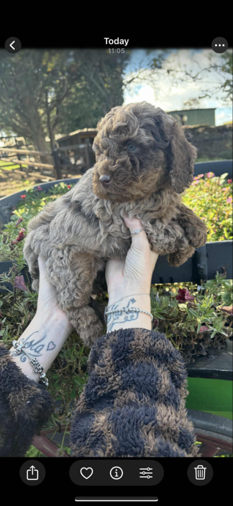 Stunning cockerpoo boy 