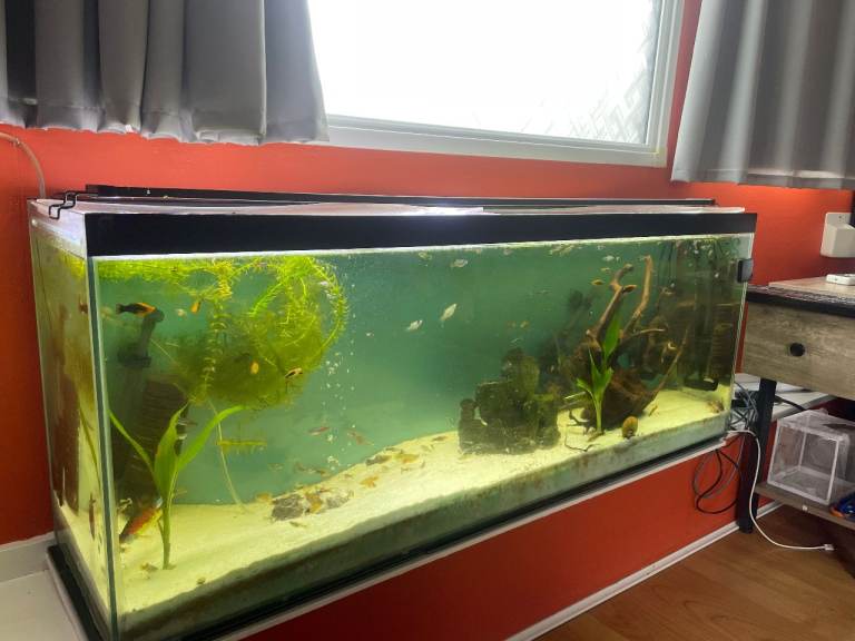 Full tropical 4ft fish tank set up, includes app. 100 fishes