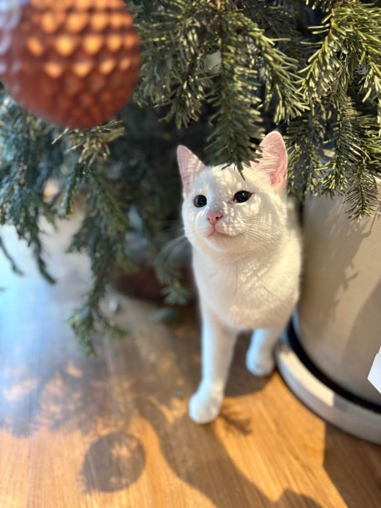 Turkish Van female kitten, 7 months for sale