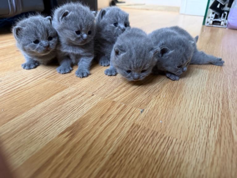 British shorthair kitten 