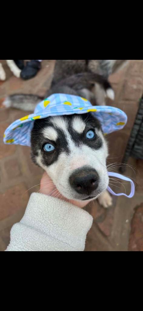💛 B E A U T I F U L    POMSKY PUPS READY TODAY!  ❤️
