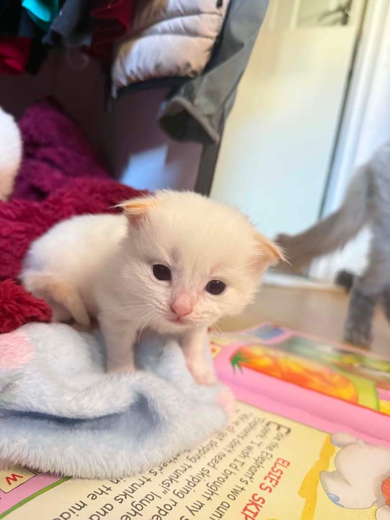Ragdoll kittens 