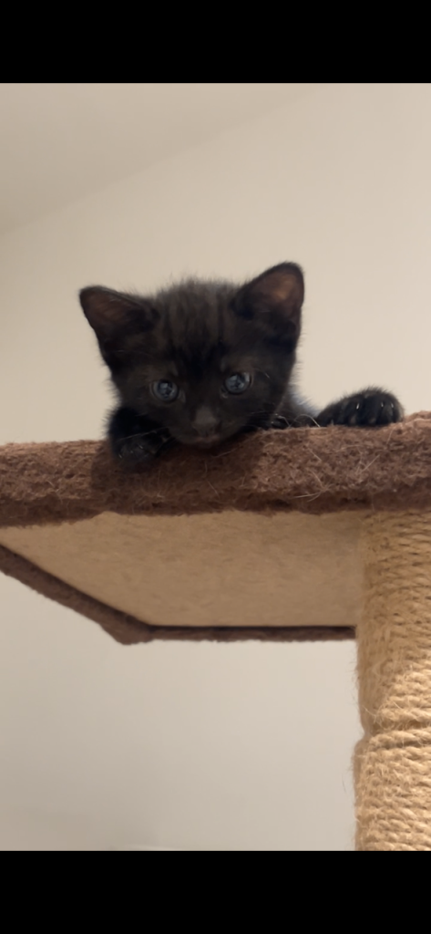 Adorable 8 Week Old Kittens