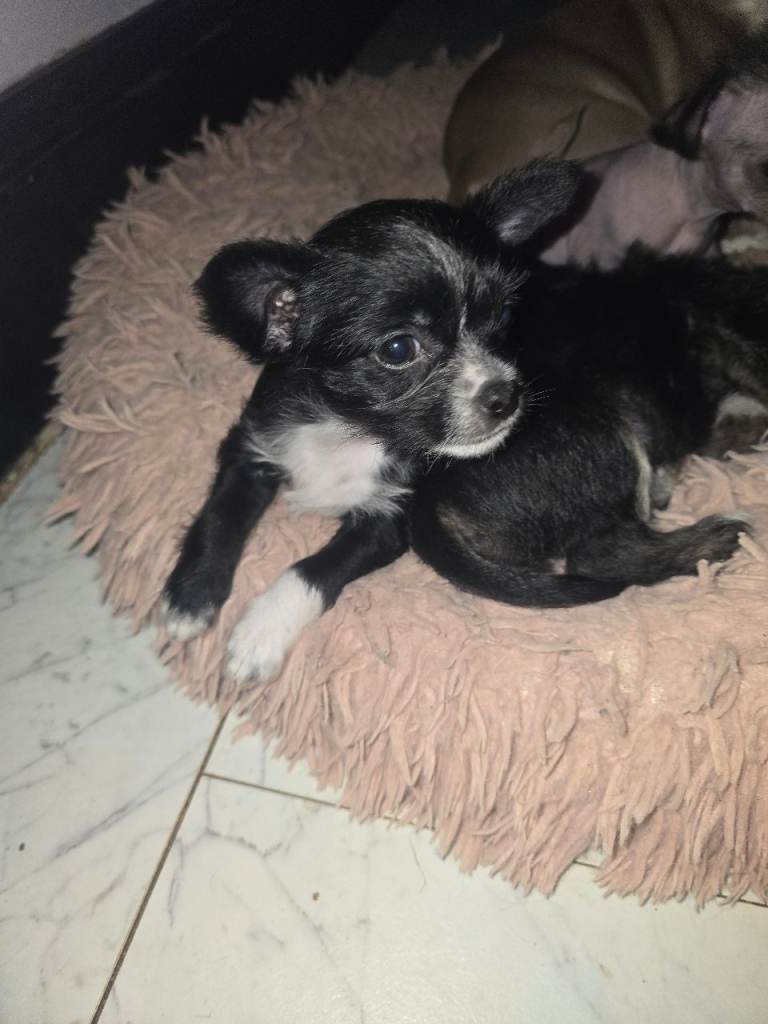 Chihuahua x chinese crested 