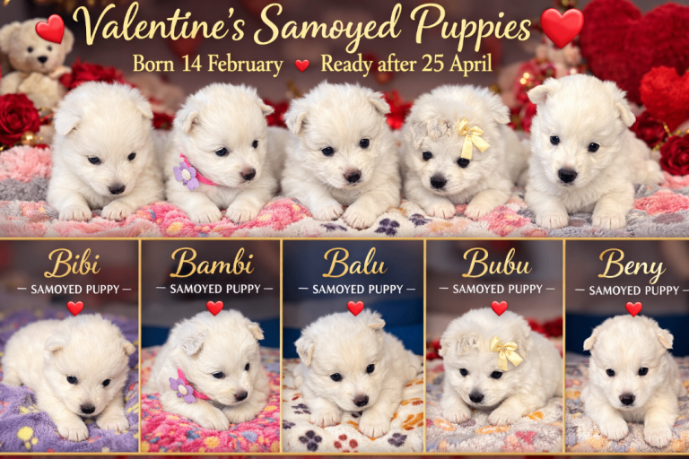 Samoyeds puppies 