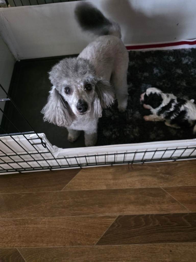 1 F1 male Cavapoo 