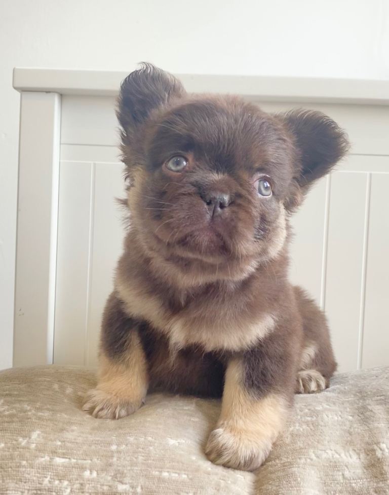 🐻 FRENCH BULLDOG PUPPIES 🐻 