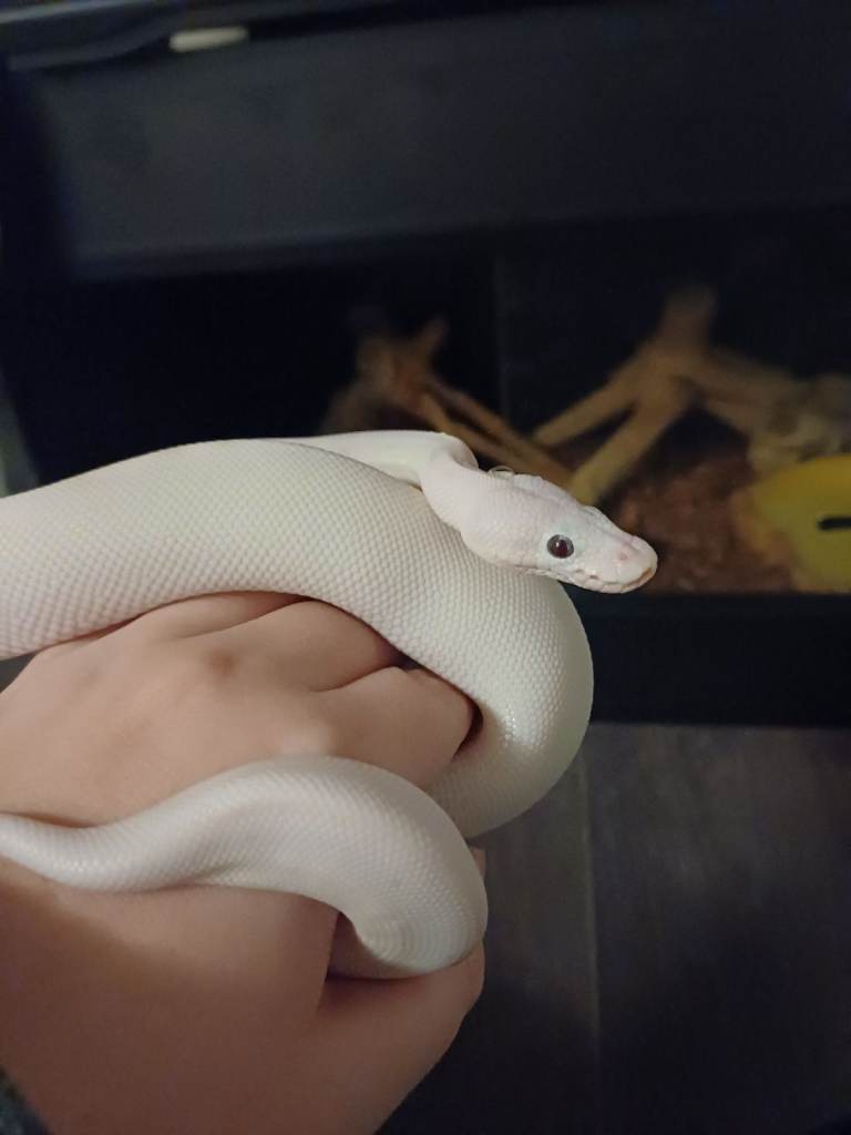 Blue Eyed Leucistic Royal Python