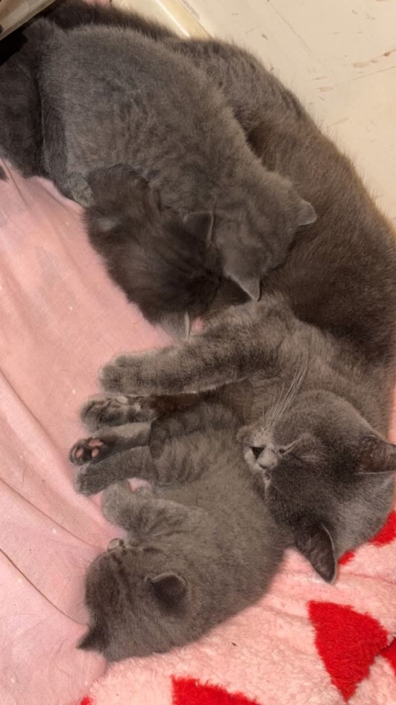 British shorthair kittens