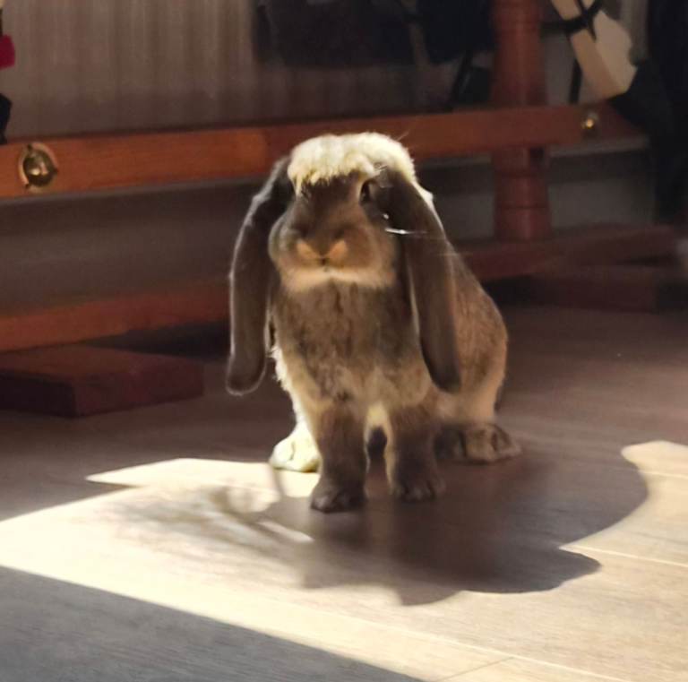 🐰 Big ears, Big personalities 🐰