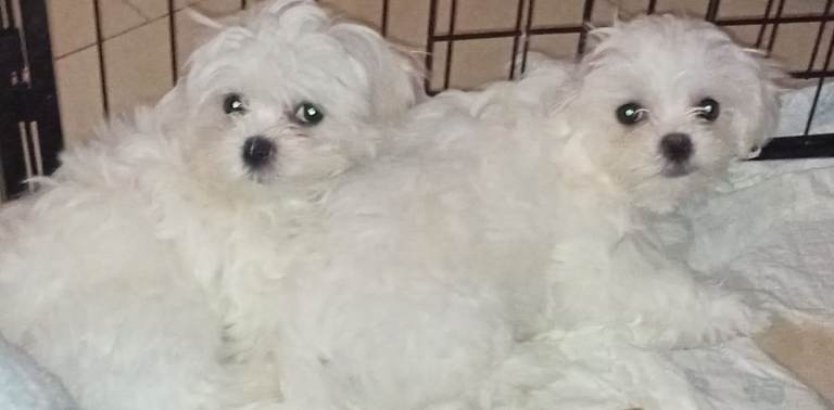 Maltese Mini, Beautiful Puppies for sale Ready for new home NOW 