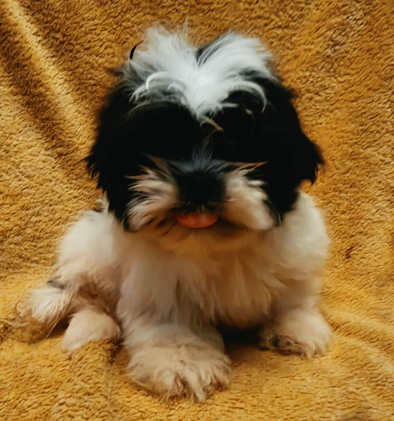 Shih Tzu Puppies for sale