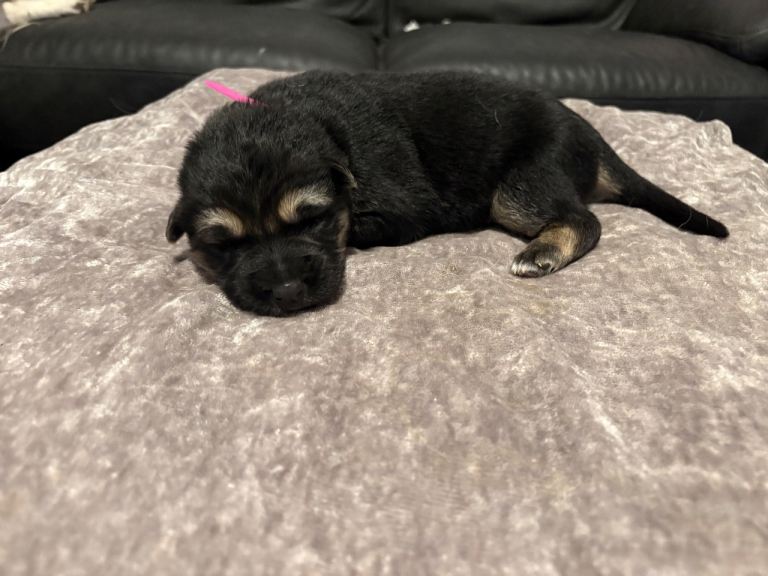 4 stunning German shepherd pups left ready now