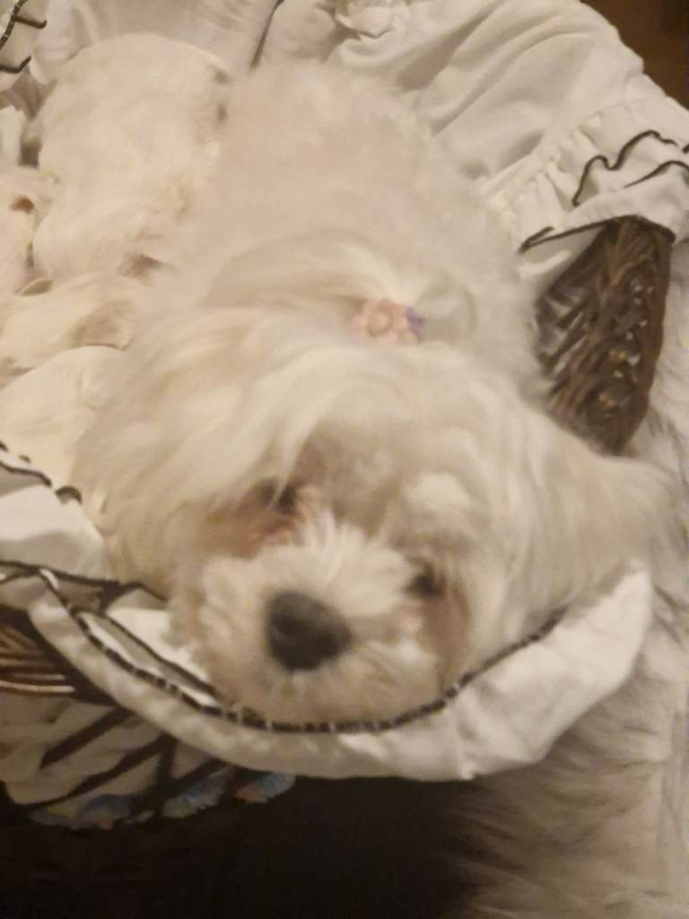Baby toy maltese