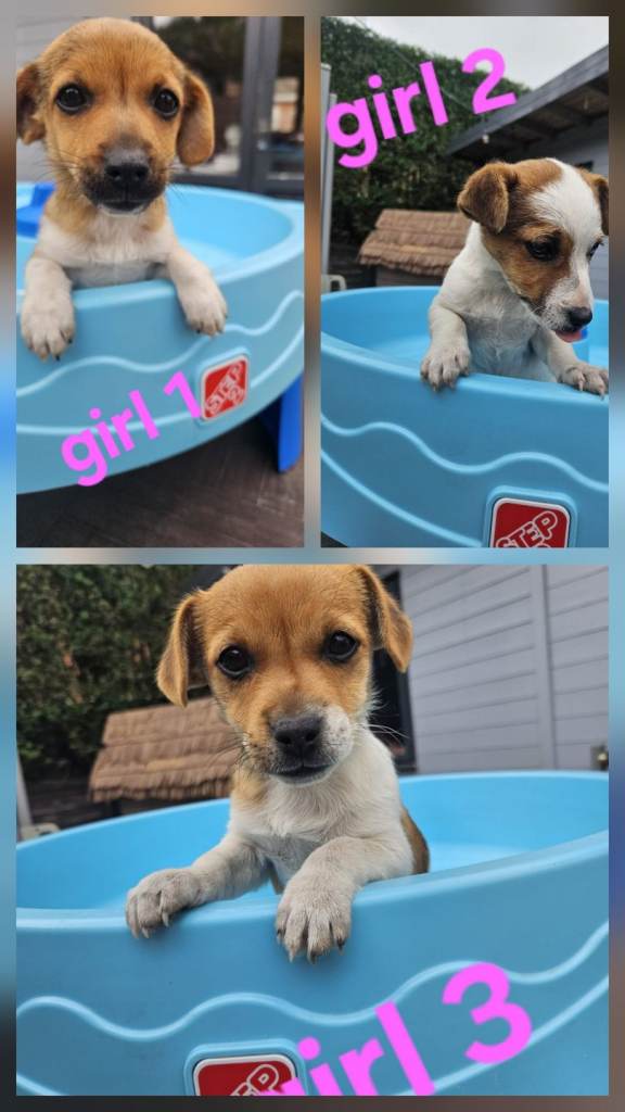 Jack russell puppies