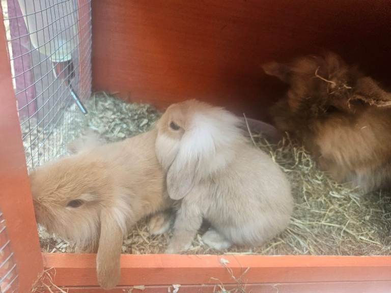 Lionhead miny loop