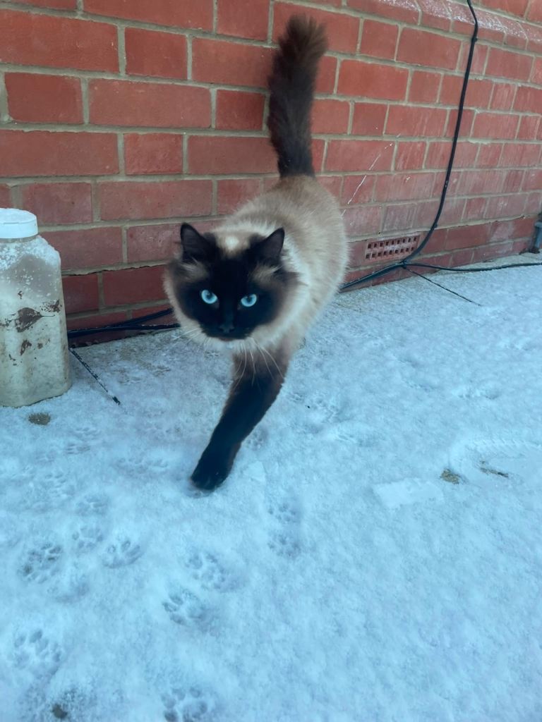 Female cat 