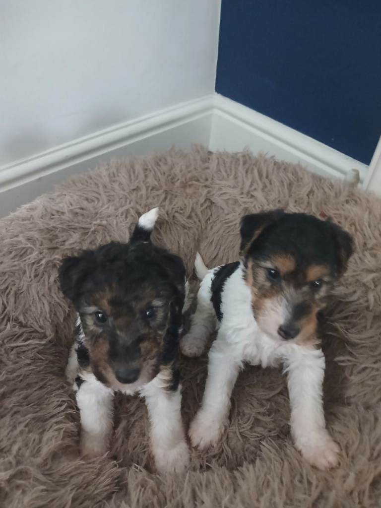 Wire fox terrier puppies 