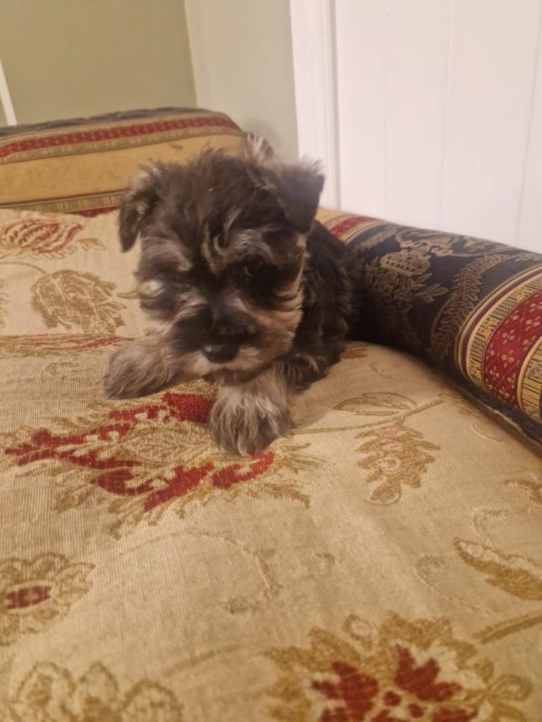 Miniature schnauzer k c reg