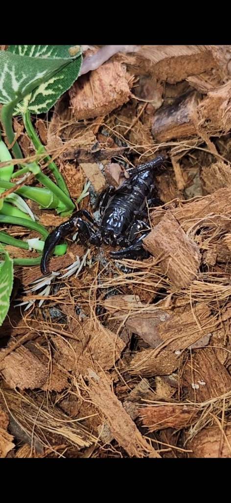 Juvenile Asian Forest Scorpion