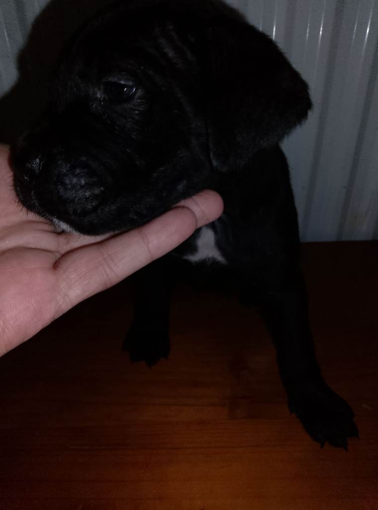 Cane corso puppies 