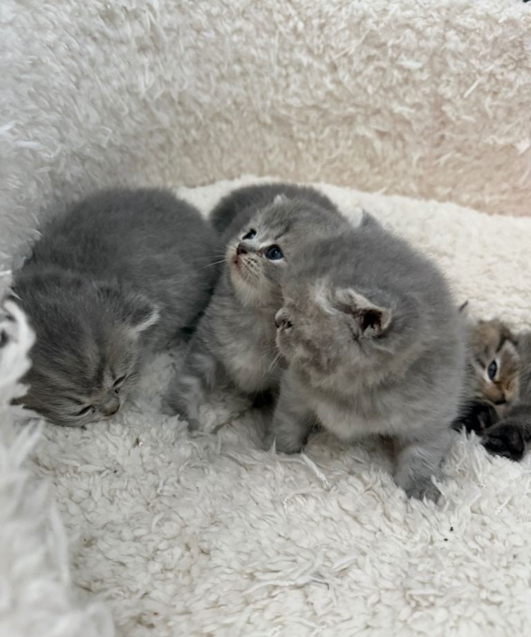 British Shorthair Kittens 
